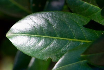 Prunus laurocerasus 'Schipkaensis' - bobkovišeň lékařská, střemcha vavřínová - list